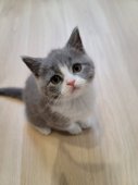 ブリティッシュショートヘア【・女の子・2024年4月12日・ブルー&ホワイト】「子猫時代」