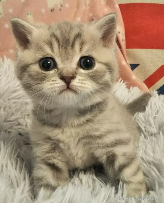 ID:2011-01143の子猫