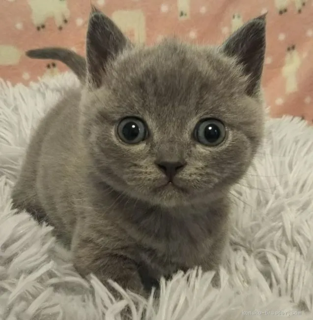 ID:2011-01139の子猫