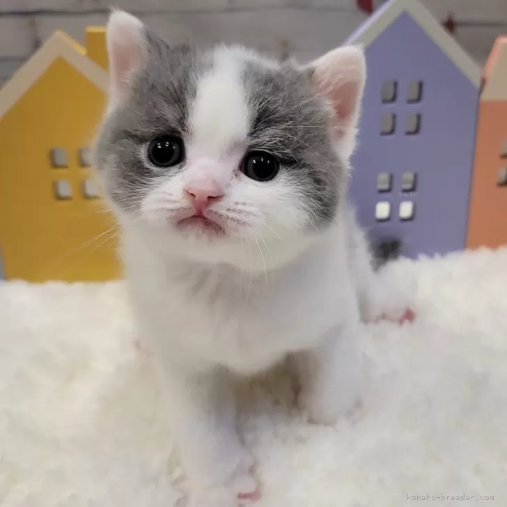 ID：2411-02675の子猫