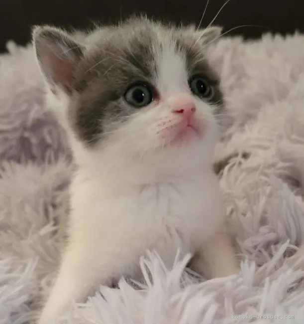 ID：2104-01928の子猫