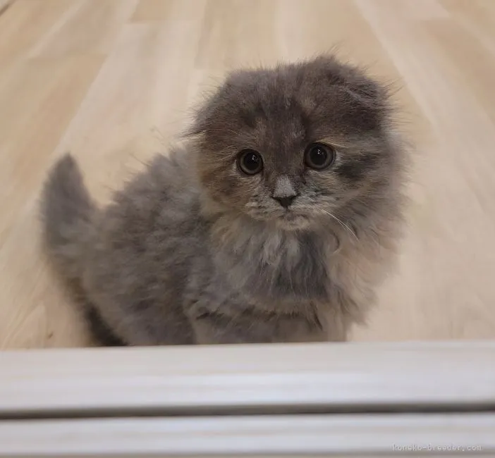 ID:2204-02995の子猫