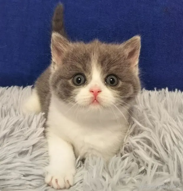 ID：2010-01413の子猫