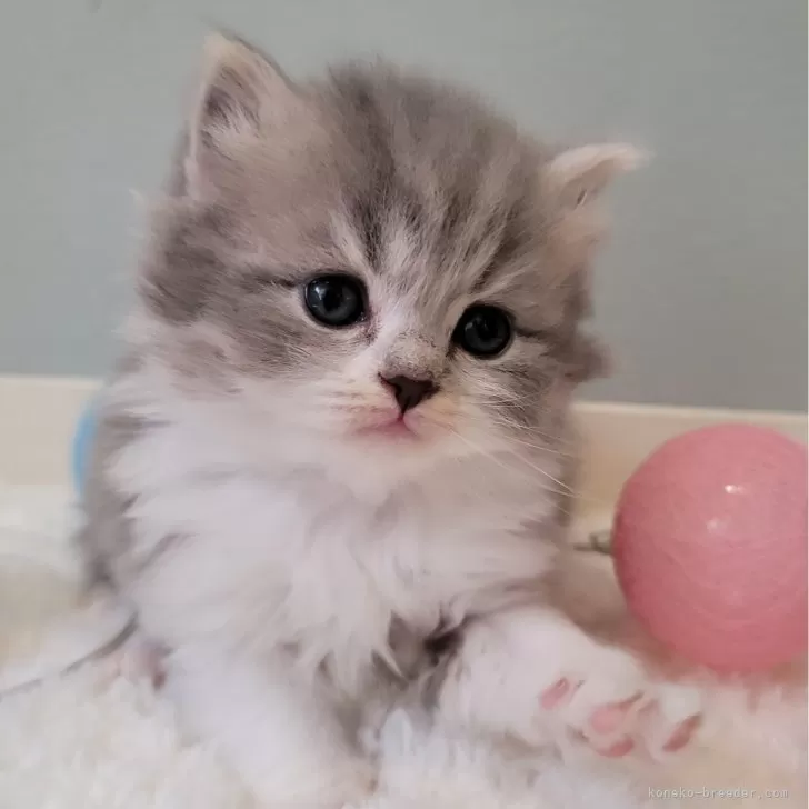 ID:2405-02136の子猫