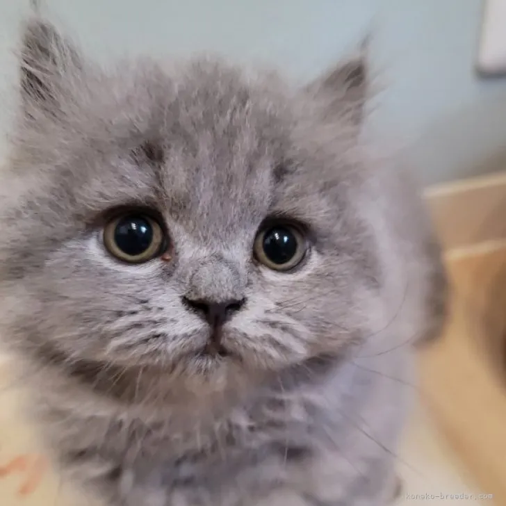 ID:2306-00965の子猫
