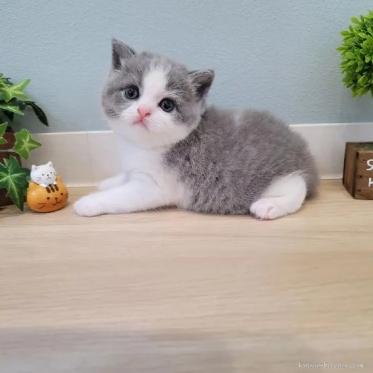 ID:2207-02384の子猫