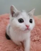 ブリティッシュショートヘア【三重県・男の子・2021年11月6日・ブルータビー&ホワイト】の写真2