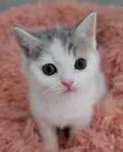 ブリティッシュショートヘア【三重県・男の子・2021年11月6日・ブルータビー&ホワイト】の写真3