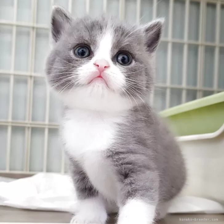 ID：2508-00027の子猫