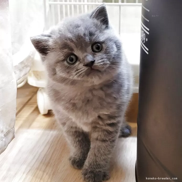 ID：2505-01118の子猫