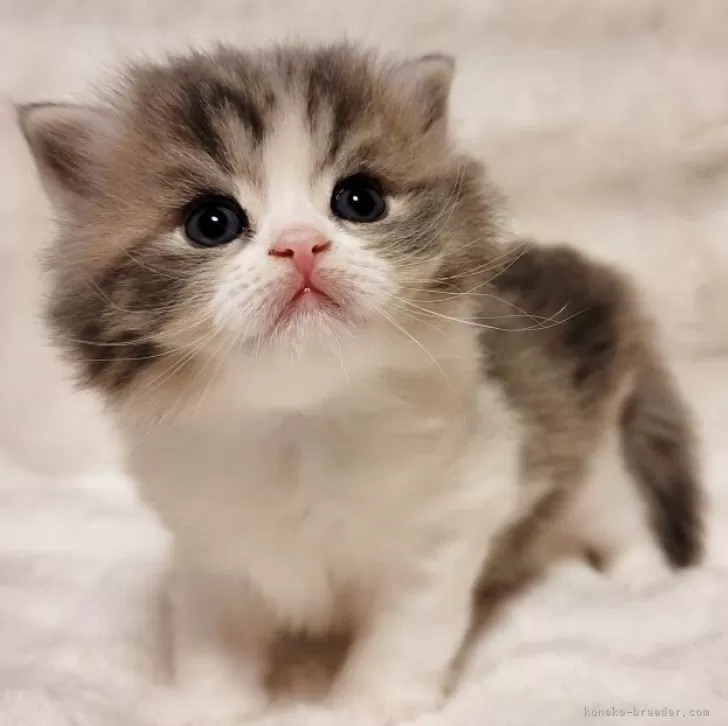 マンチカン(長足)【三重県・男の子・2025年10月16日・ブルータビー&amp;ホワイト】の写真1