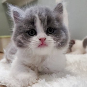 ブリティッシュショートヘア【三重県・男の子・2025年9月12日・ブルー&ホワイト（ロングヘア）】の写真「モフモフむっちむちのおっとり男子」