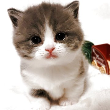 マンチカン(短足)【三重県・女の子・2025年10月16日・ブルー&ホワイト】の写真「まん丸なフォルムがかわいすぎ💕」