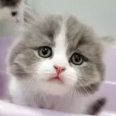 ブリティッシュショートヘア