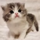 マンチカン(長足)【三重県・男の子・2025年10月16日・ブルータビー&ホワイト】の写真1