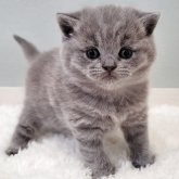 ブリティッシュショートヘア