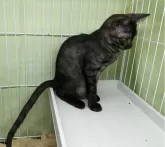 シャム25% ロシアンブルー25% アメショ50%【愛知県・男の子・2024年7月26日・ブラックスモークタビー】の写真3「ママ似の長いしっぽです」