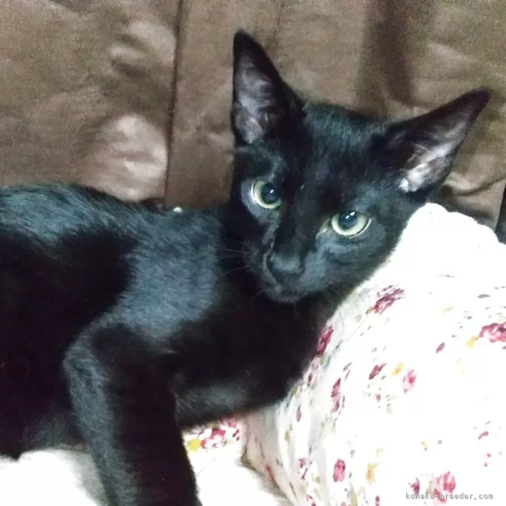 ID：2504-03526の子猫