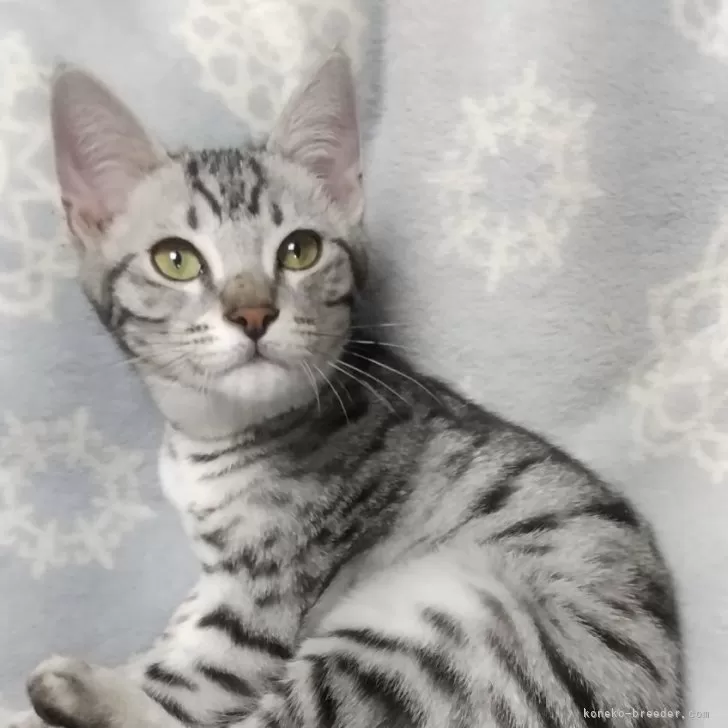 ID:2502-01097の子猫
