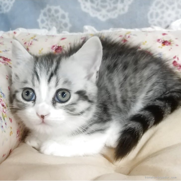 みぃ様♥️オーダーページ　マルチポーチまん中パネル　可愛い猫ちゃん mwsCu3C3aRFsKtdhTSDu8o.jpg@jpg