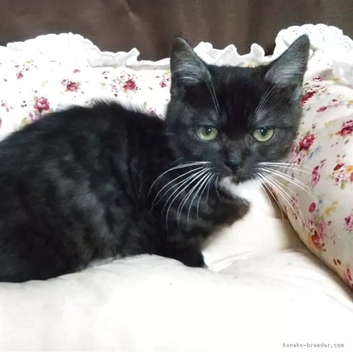 ID:2504-00901の子猫