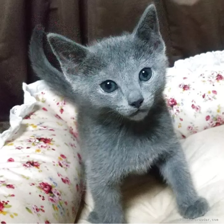 ID:2506-01705の子猫