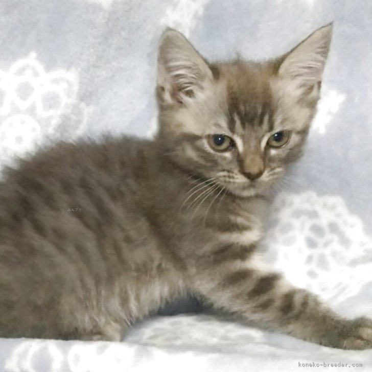 ブリーダー画像