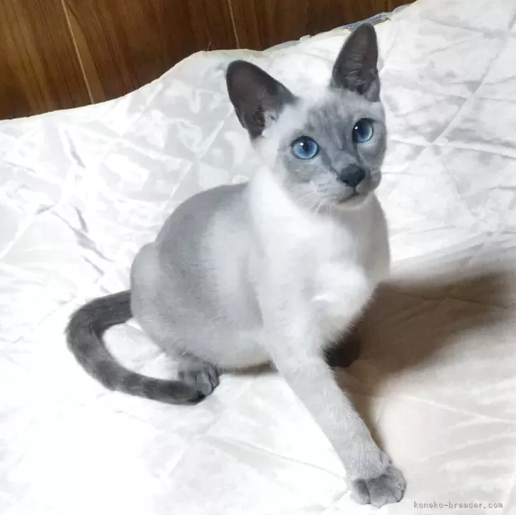 ID:2506-01479の子猫