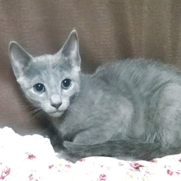 ロシアンブルー【愛知県・男の子・2025年8月9日・ブルー（ショートヘア）】の写真「ぽっちゃりタイプの男の子　🍀」