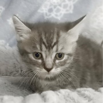 マンチカン(長足)【愛知県・男の子・2025年8月8日・ブルーシルバータビー&ホワイト（ショートヘア）】の写真「ふんわり　ぽちゃぽちゃの男の子」