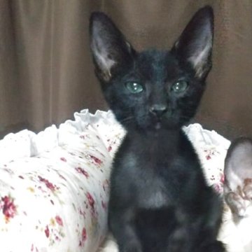 シャム75% ロシアンブルー25%【愛知県・男の子・2025年8月30日・ブラック（ショートヘア）】の写真「オリエンタルショートヘア　体型です」