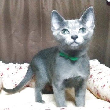 ロシアンブルー【愛知県・男の子・2025年8月13日・ブルー（ショートヘア）】の写真「恥ずかしがりやの男の子」