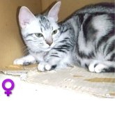 アメリカンショートヘア