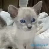 シャム75% ロシアンブルー25%【愛知県・女の子・2025年2月18日・ブルーポイント】の写真1「ブルーポイント ブルーの瞳の女の子」