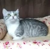 マンチカン(短足)