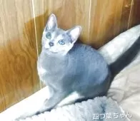 ロシアンブルー【愛知県・男の子・2025年4月2日・ブルー】の写真4