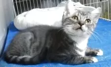 マンチカン(長足)【愛知県・男の子・2025年8月8日・ブルーシルバータビー&ホワイト】の写真5