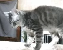 マンチカン(長足)【愛知県・男の子・2025年8月8日・ブルーシルバータビー&ホワイト】の写真7