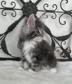 メインクーン【三重県・男の子・2024年9月29日・シルバータビー&ホワイト】の写真4