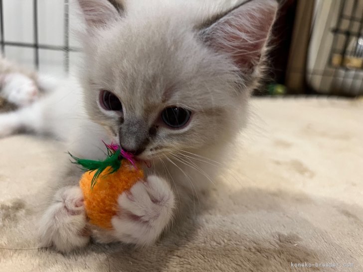 菅岡亜寿香ブリーダーのブログ：子猫ID 2508-03373ちゃんのお遊び