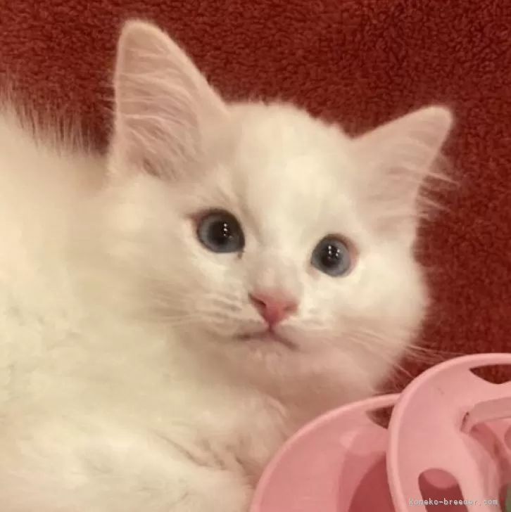 ID:2312-02608の子猫