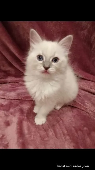 ID：1911-01658の子猫