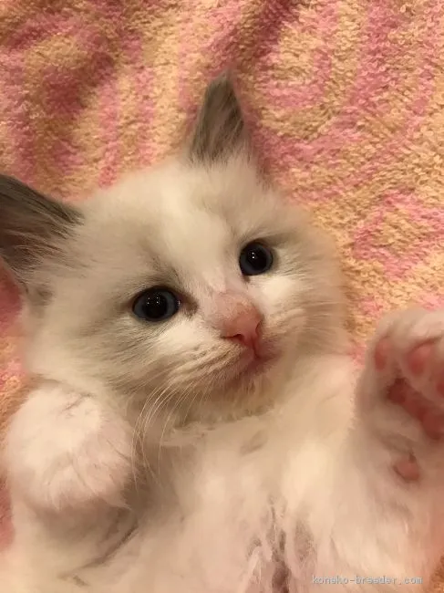 ID:1904-00955の子猫