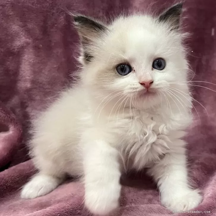 ID：2406-02747の子猫