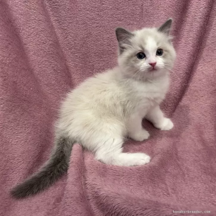 ID:2401-00294の子猫