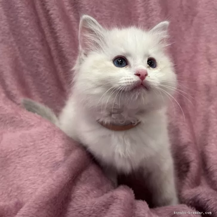 ID：2401-00293の子猫