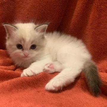 ラグドール【大阪府・女の子・2023年1月4日・シールポイントバイカラー】の写真「とても可愛いお顔のブルーアイ良い毛吹き」