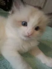 ラグドール【大阪府・男の子・2016年12月24日・シールポイントバイカラー】の写真1「瞳はブルーです」