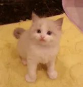 ラグドール【大阪府・男の子・2017年8月7日・ブルーポイントバイカラー】の写真2