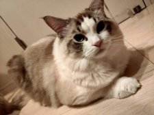 ラグドール【・男の子・2020年11月27日・シールリンクスポイントバイカラー】